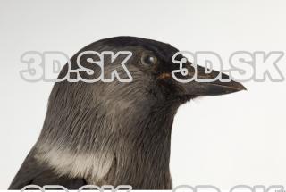 Jackdaw - Corvus monedula 0026